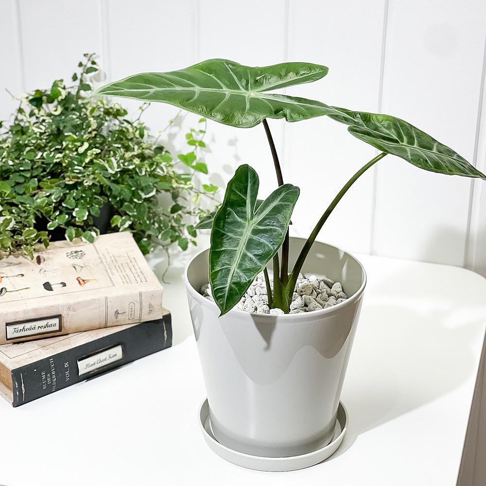 PLANCHU 観葉植物 アロカシア ロンギロバ 5号鉢 受け皿付き 育て方説明書付き Alocasia longiloba ロンギローバ ローウィ ナガバクワズイモ アロイド