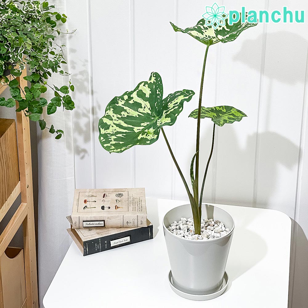 PLANCHU 観葉植物 カラジウム ヒロビューティー 5号鉢 受け皿付き 育て方説明書付き Colocasia ‘Hilo Beauty’ カラディウム カラジューム アロカシア コロカシア アロイド レア品種