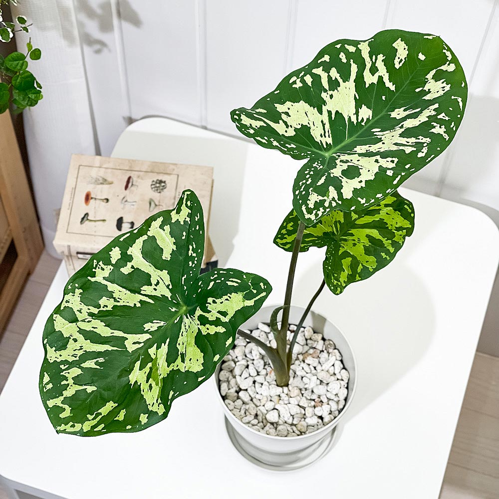 PLANCHU 観葉植物 カラジウム ヒロビューティー 5号鉢 受け皿付き 育て方説明書付き Colocasia ‘Hilo Beauty’ カラディウム カラジューム アロカシア コロカシア アロイド レア品種