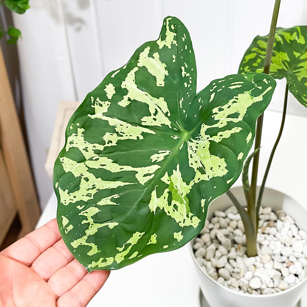 PLANCHU 観葉植物 カラジウム ヒロビューティー 5号鉢 受け皿付き 育て方説明書付き Colocasia ‘Hilo Beauty’ カラディウム カラジューム アロカシア コロカシア アロイド レア品種