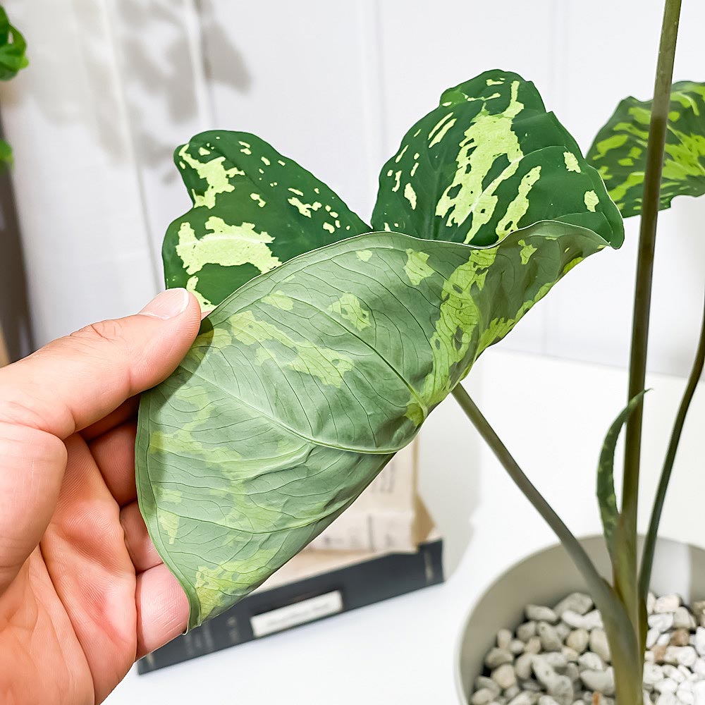 PLANCHU 観葉植物 カラジウム ヒロビューティー 5号鉢 受け皿付き 育て方説明書付き Colocasia ‘Hilo Beauty’ カラディウム カラジューム アロカシア コロカシア アロイド レア品種