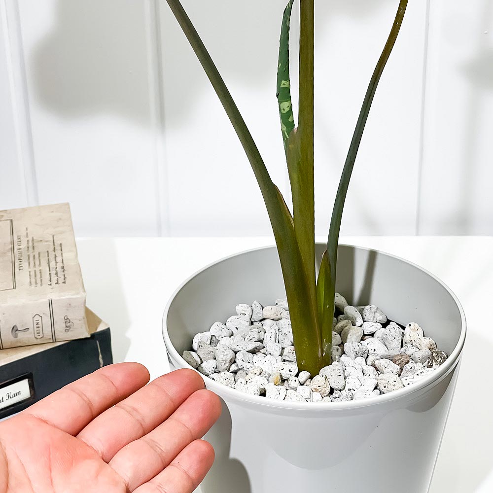 PLANCHU 観葉植物 カラジウム ヒロビューティー 5号鉢 受け皿付き 育て方説明書付き Colocasia ‘Hilo Beauty’ カラディウム カラジューム アロカシア コロカシア アロイド レア品種