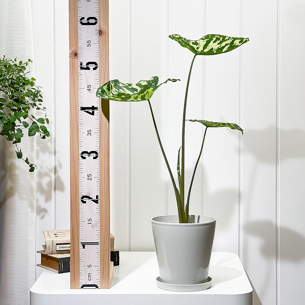 PLANCHU 観葉植物 カラジウム ヒロビューティー 5号鉢 受け皿付き 育て方説明書付き Colocasia ‘Hilo Beauty’ カラディウム カラジューム アロカシア コロカシア アロイド レア品種