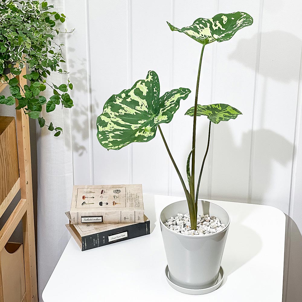 PLANCHU 観葉植物 カラジウム ヒロビューティー 5号鉢 受け皿付き 育て方説明書付き Colocasia ‘Hilo Beauty’ カラディウム カラジューム アロカシア コロカシア アロイド レア品種