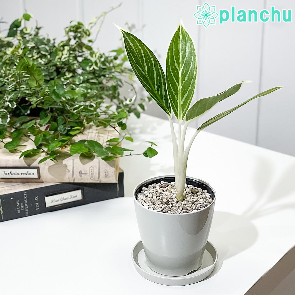 PLANCHU 観葉植物 アグラオネマ スノーホワイト 3.5号鉢 受け皿付き 育て方説明書付き Aglaonema commutatum ‘Snow White’ 幸せを招くタイの宝石 アロイド