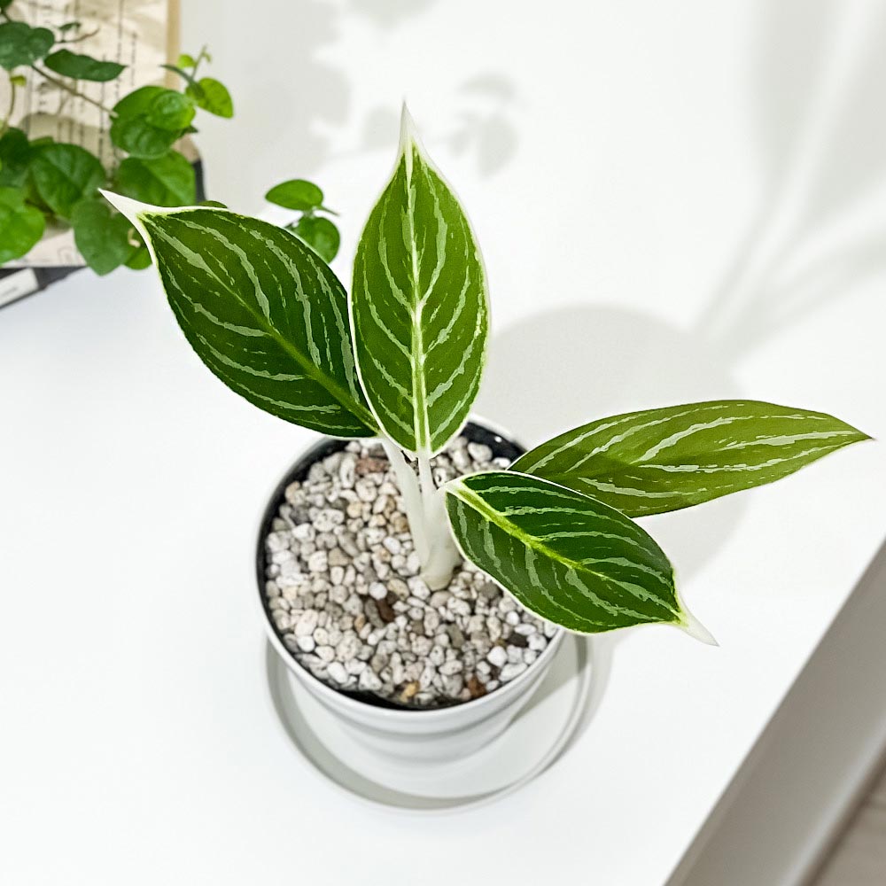 PLANCHU 観葉植物 アグラオネマ スノーホワイト 3.5号鉢 受け皿付き 育て方説明書付き Aglaonema commutatum ‘Snow White’ 幸せを招くタイの宝石 アロイド