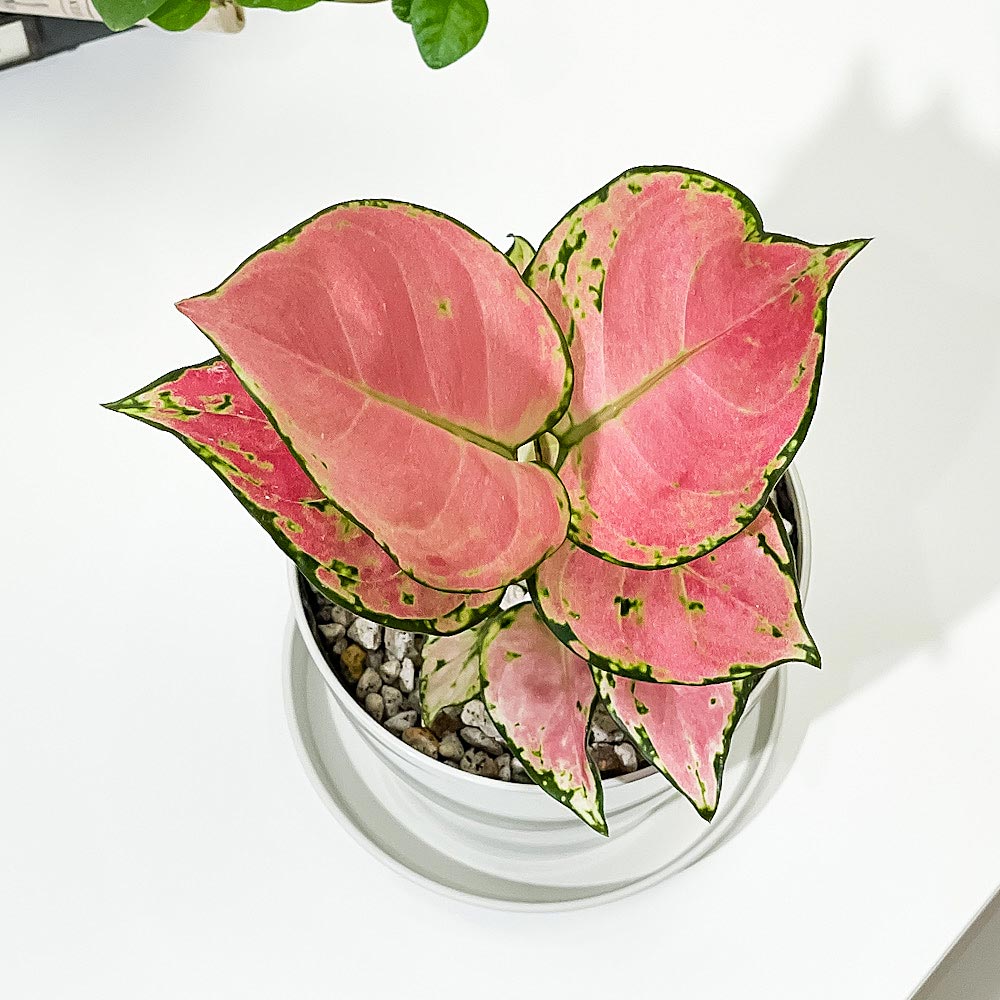 PLANCHU 観葉植物 アグラオネマ オースピシャスレッド 3.5号鉢 受け皿付き 育て方説明書付き Aglaonema ‘Auspicious Red’ 幸せを招くタイの宝石 アロイド