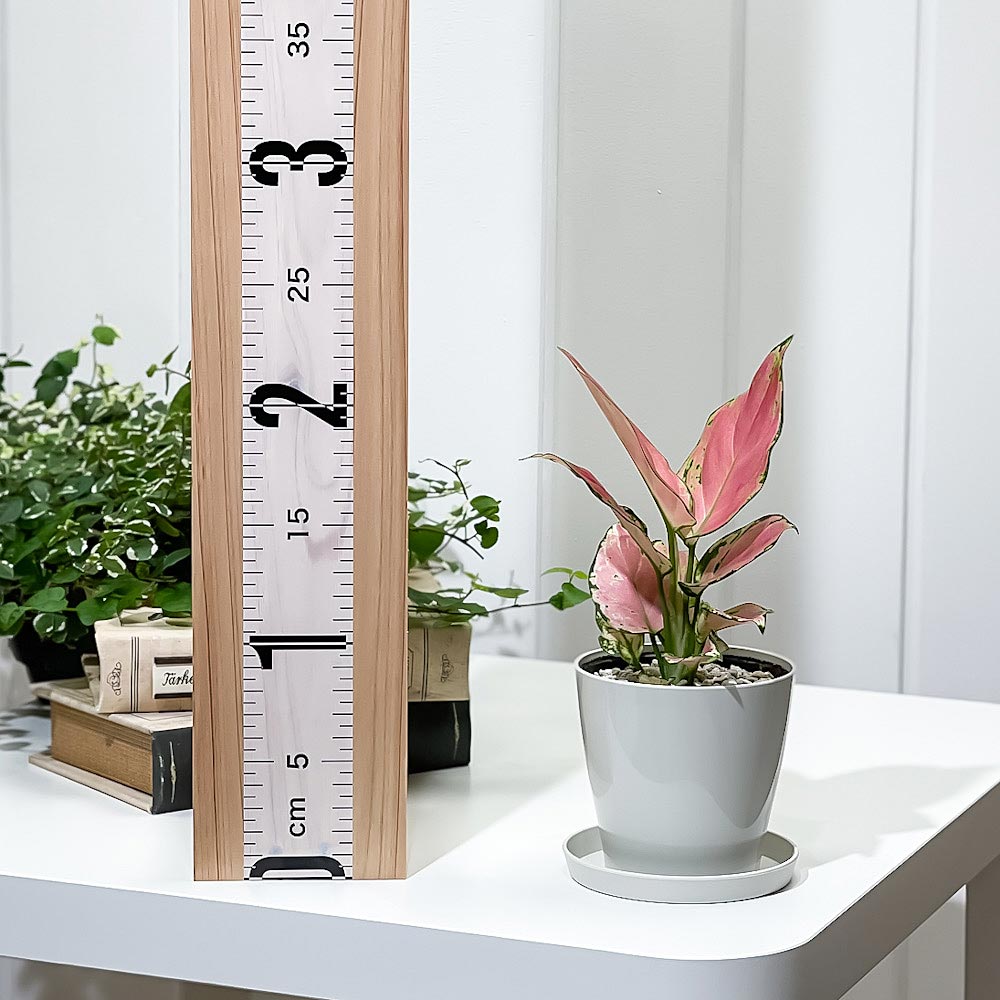 PLANCHU 観葉植物 アグラオネマ オースピシャスレッド 3.5号鉢 受け皿付き 育て方説明書付き Aglaonema ‘Auspicious Red’ 幸せを招くタイの宝石 アロイド