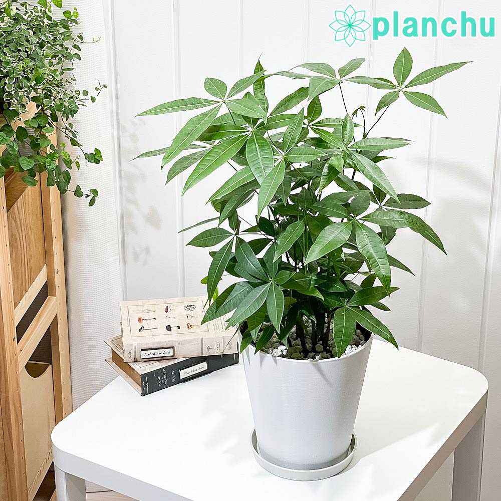 PLANCHU 観葉植物 パキラの森 実生株 6号鉢 受け皿付き 育て方説明書