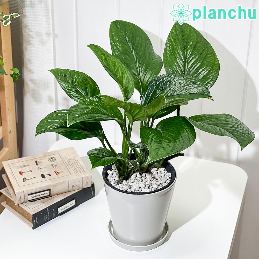 PLANCHU 観葉植物 モンステラ ジェイドウィング 5号鉢 受け皿付き 育て方説明書付き Monstera epipremoides ‘Jade Wing’ アロイド