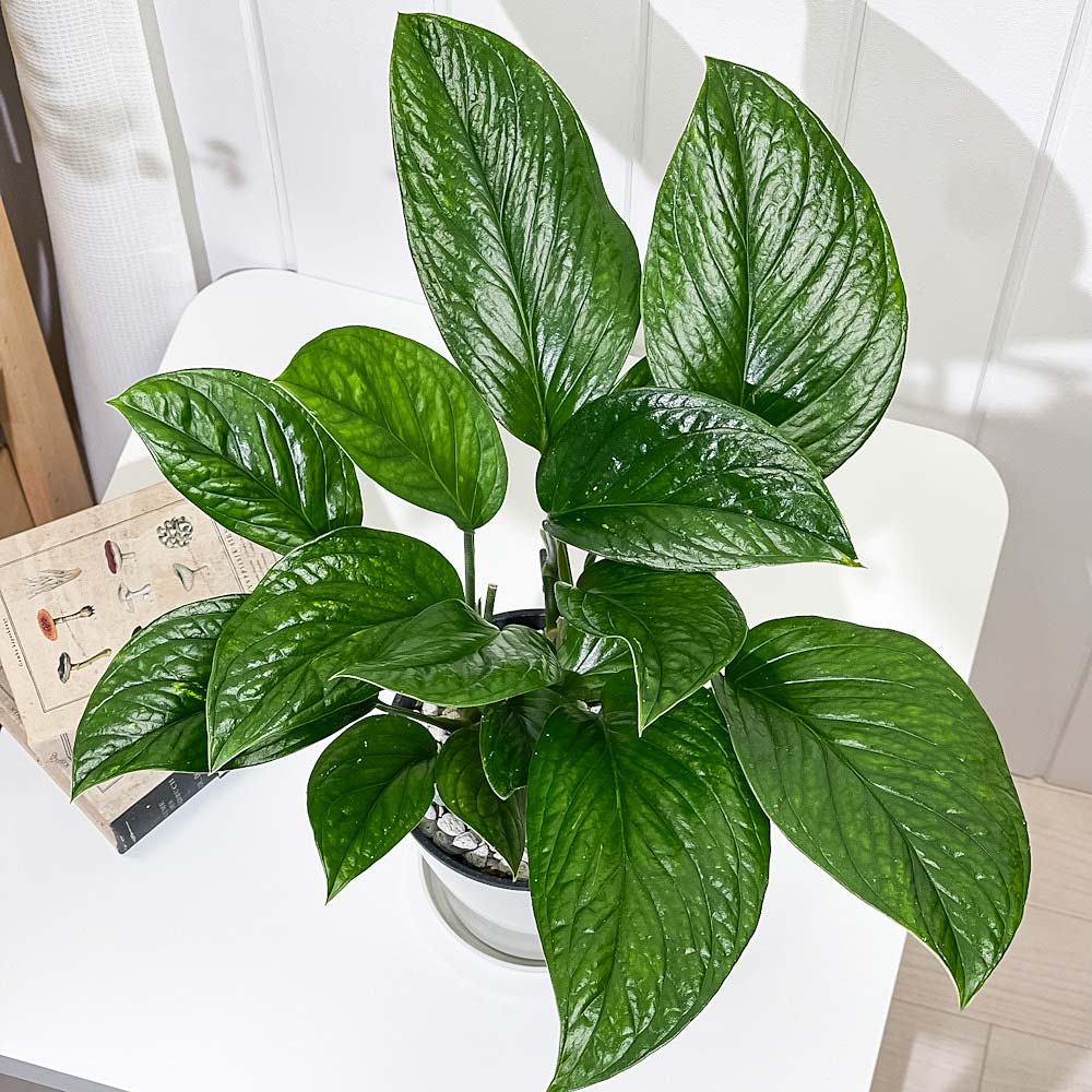 PLANCHU 観葉植物 モンステラ ジェイドウィング 5号鉢 受け皿付き 育て方説明書付き Monstera epipremoides ‘Jade Wing’ アロイド