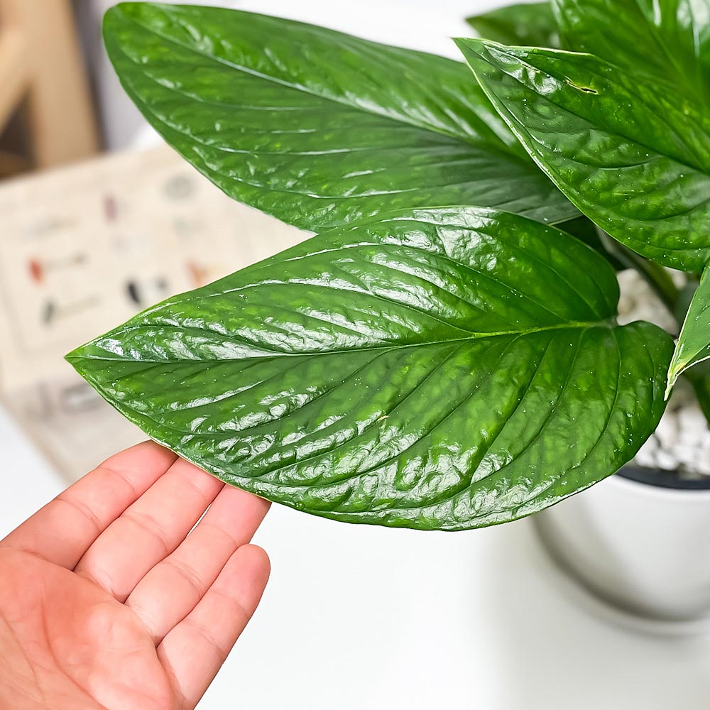 PLANCHU 観葉植物 モンステラ ジェイドウィング 5号鉢 受け皿付き 育て方説明書付き Monstera epipremoides ‘Jade Wing’ アロイド