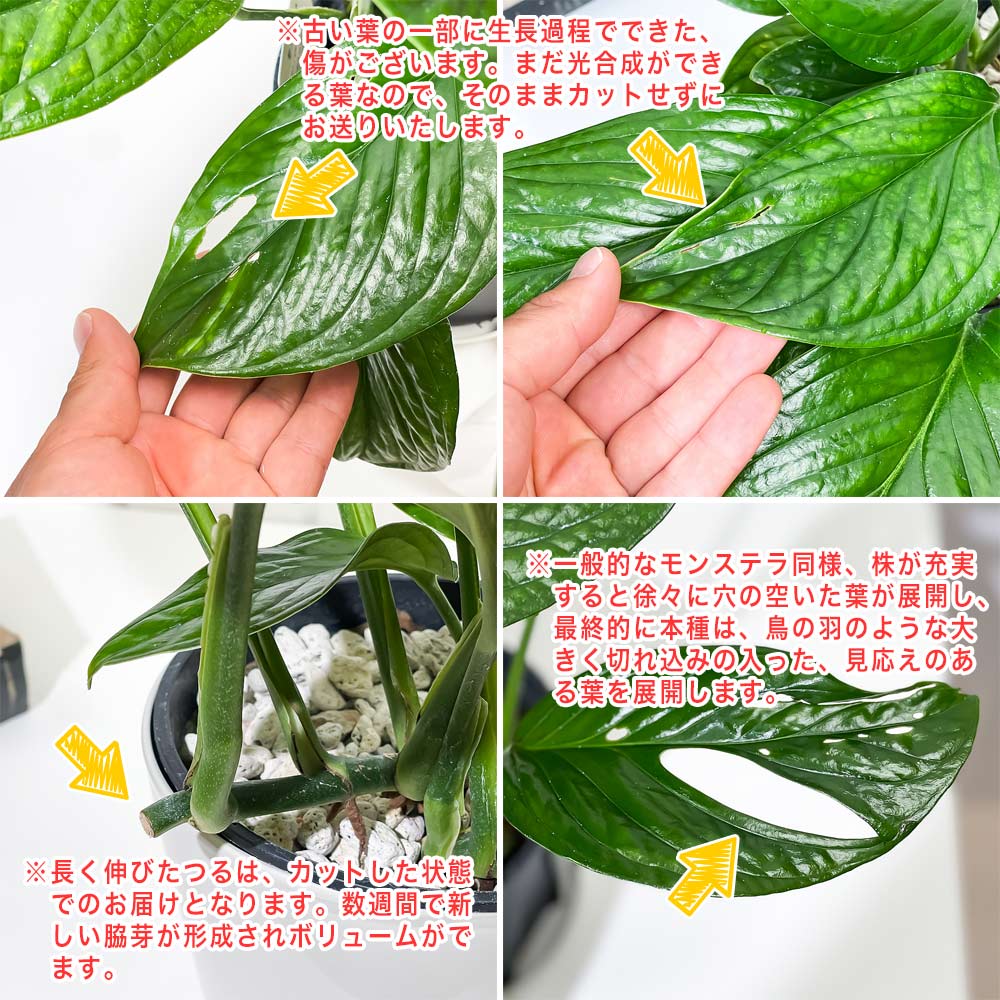 PLANCHU 観葉植物 モンステラ ジェイドウィング 5号鉢 受け皿付き 育て方説明書付き Monstera epipremoides ‘Jade Wing’ アロイド