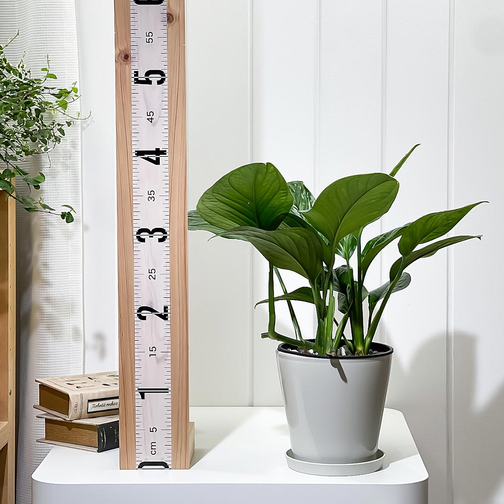 PLANCHU 観葉植物 モンステラ ジェイドウィング 5号鉢 受け皿付き 育て方説明書付き Monstera epipremoides ‘Jade Wing’ アロイド