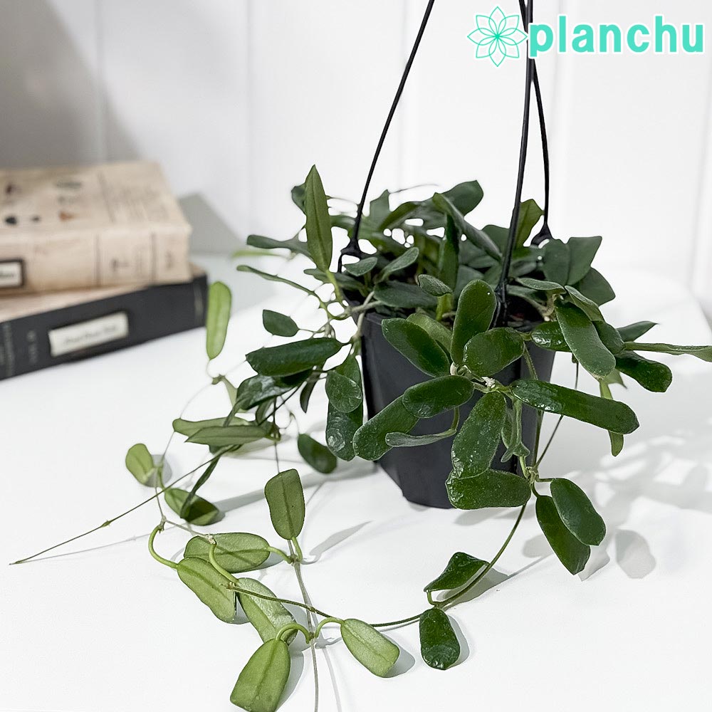 PLANCHU 観葉植物 ホヤ ロツンディフォリア 4号吊り鉢 育て方説明書付き Hoya rotundifolia サクララン 桜蘭