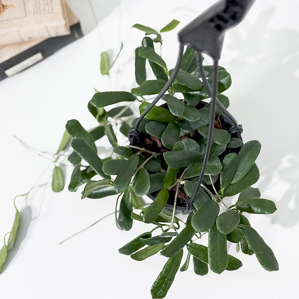 PLANCHU 観葉植物 ホヤ ロツンディフォリア 4号吊り鉢 育て方説明書付き Hoya rotundifolia サクララン 桜蘭