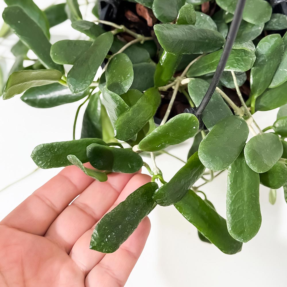 PLANCHU 観葉植物 ホヤ ロツンディフォリア 4号吊り鉢 育て方説明書付き Hoya rotundifolia サクララン 桜蘭