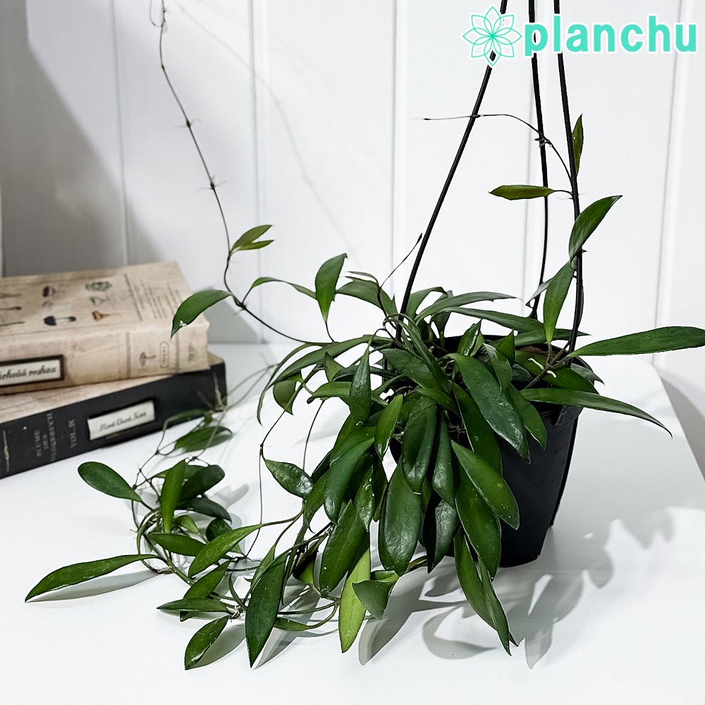 PLANCHU 観葉植物 ホヤ プビフェラ 4号吊り鉢 育て方説明書付き Hoya pubifera サクララン 桜蘭