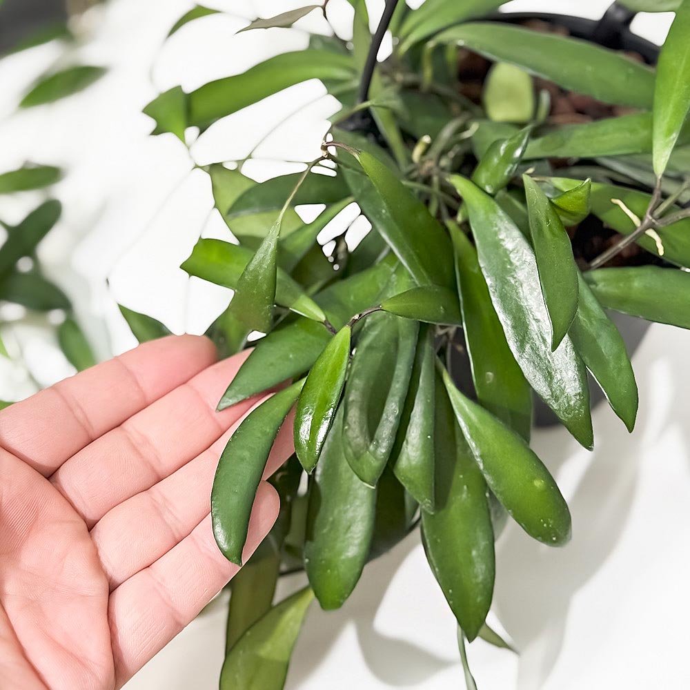 PLANCHU 観葉植物 ホヤ プビフェラ 4号吊り鉢 育て方説明書付き Hoya pubifera サクララン 桜蘭