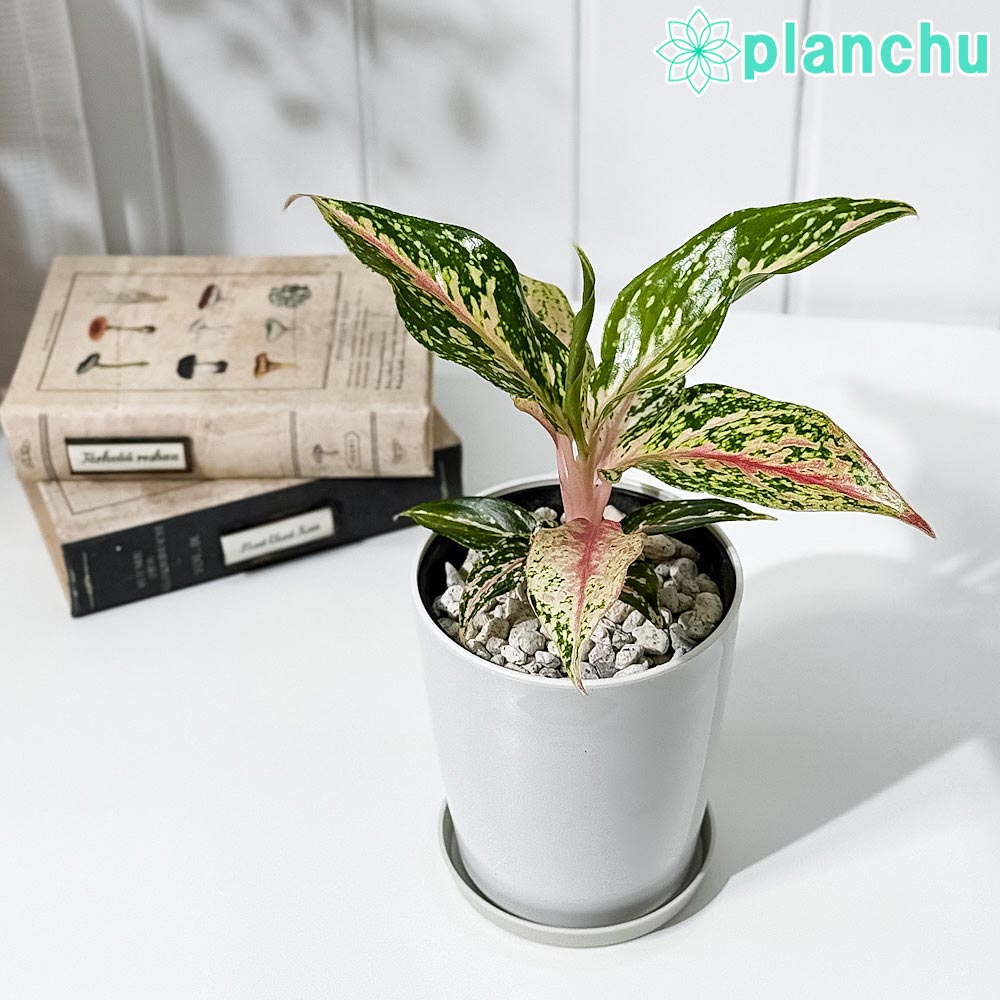 PLANCHU 観葉植物 アグラオネマ ピンクバタフライ 4号鉢 受け皿付き 育て方説明書付き Aglaonema ‘Pink Butterfly’ 幸せを招くタイの宝石 アロイド
