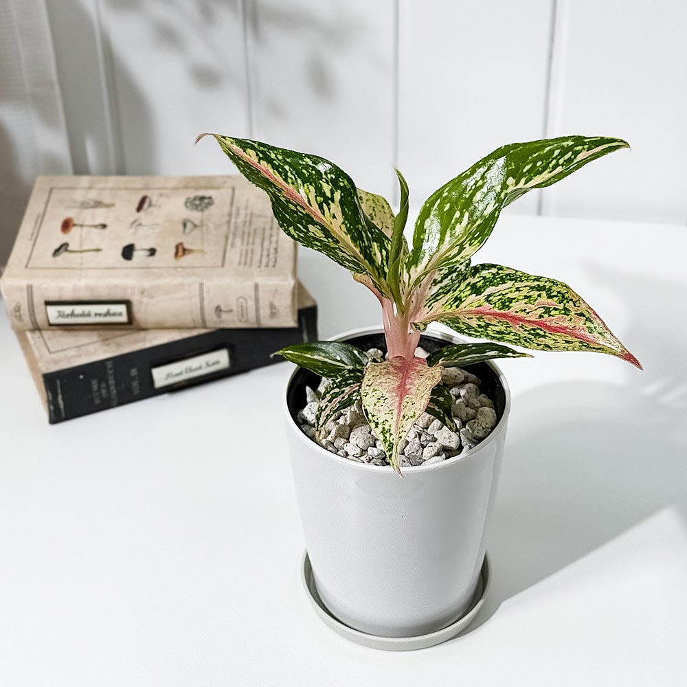 PLANCHU 観葉植物 アグラオネマ ピンクバタフライ 4号鉢 受け皿付き 育て方説明書付き Aglaonema ‘Pink Butterfly’ 幸せを招くタイの宝石 アロイド