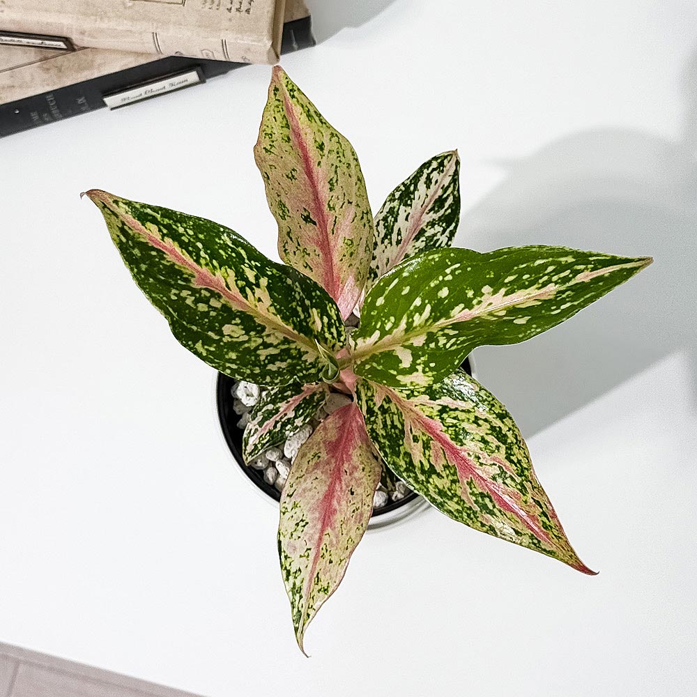 PLANCHU 観葉植物 アグラオネマ ピンクバタフライ 4号鉢 受け皿付き 育て方説明書付き Aglaonema ‘Pink Butterfly’ 幸せを招くタイの宝石 アロイド