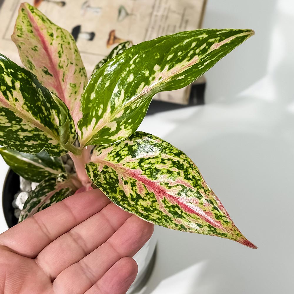 PLANCHU 観葉植物 アグラオネマ ピンクバタフライ 4号鉢 受け皿付き 育て方説明書付き Aglaonema ‘Pink Butterfly’ 幸せを招くタイの宝石 アロイド