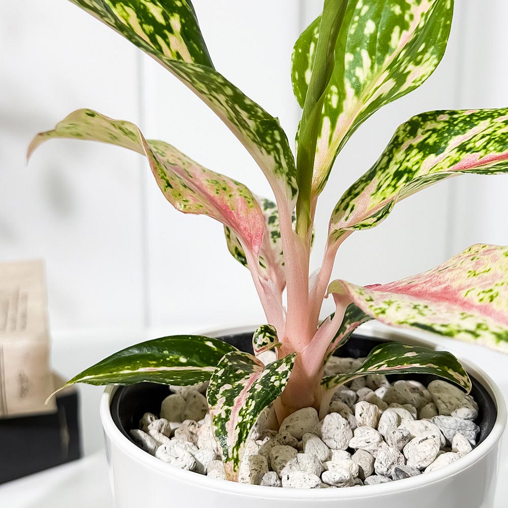PLANCHU 観葉植物 アグラオネマ ピンクバタフライ 4号鉢 受け皿付き 育て方説明書付き Aglaonema ‘Pink Butterfly’ 幸せを招くタイの宝石 アロイド