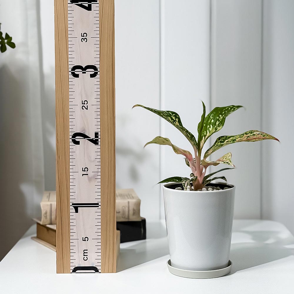 PLANCHU 観葉植物 アグラオネマ ピンクバタフライ 4号鉢 受け皿付き 育て方説明書付き Aglaonema ‘Pink Butterfly’ 幸せを招くタイの宝石 アロイド