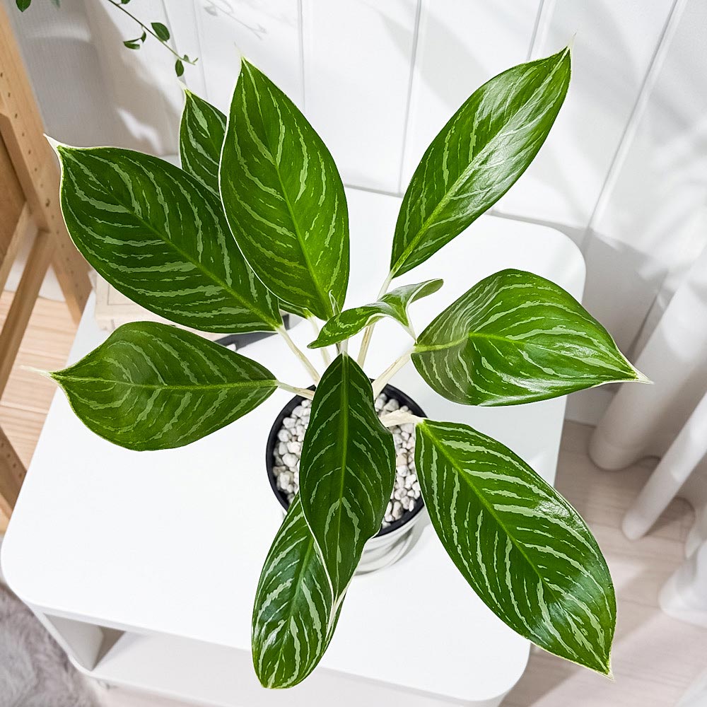 PLANCHU 観葉植物 アグラオネマ スノーホワイト 5号鉢 受け皿付き 育て方説明書付き Aglaonema commutatum ‘Snow White’ 幸せを招くタイの宝石 アロイド