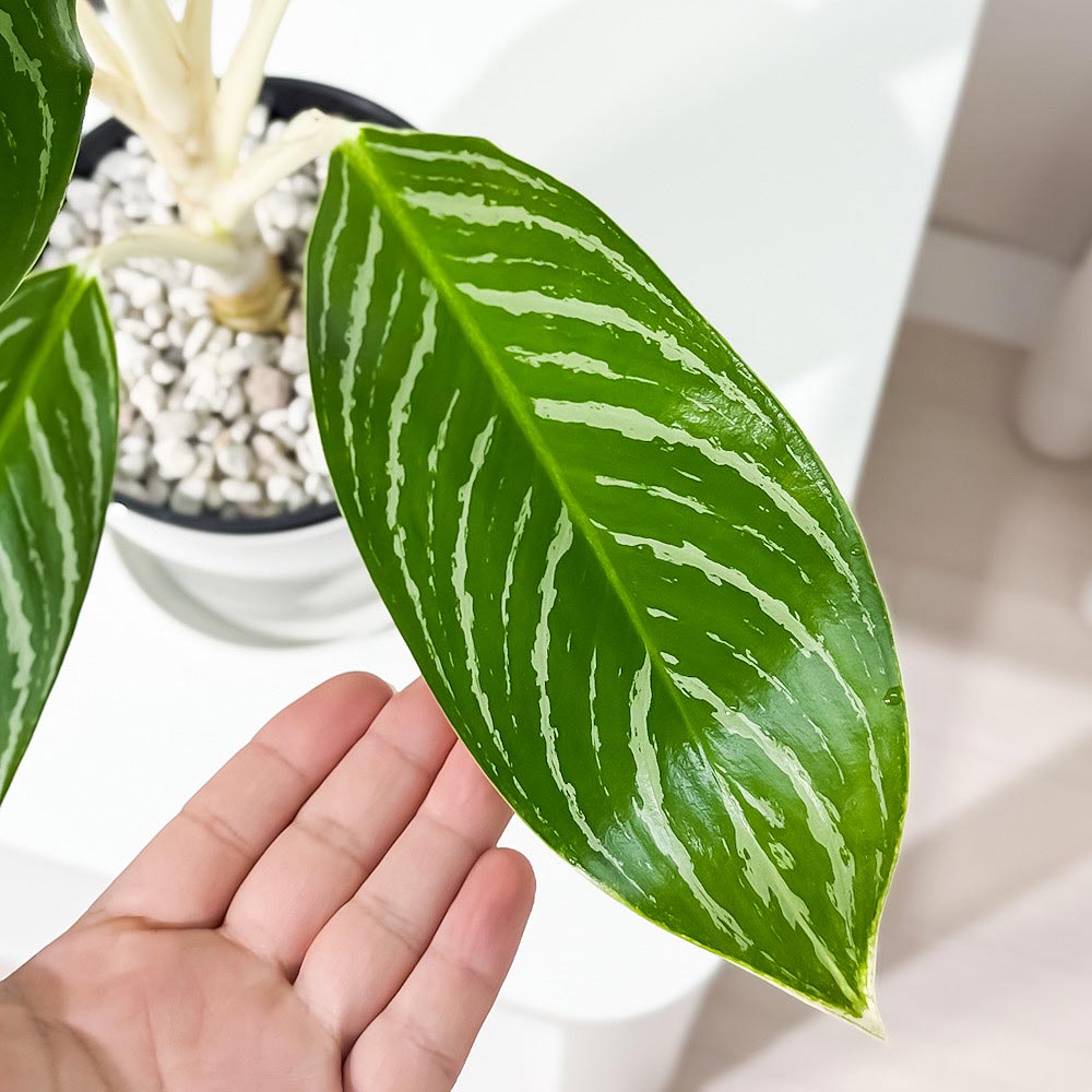 PLANCHU 観葉植物 アグラオネマ スノーホワイト 5号鉢 受け皿付き 育て方説明書付き Aglaonema commutatum ‘Snow White’ 幸せを招くタイの宝石 アロイド