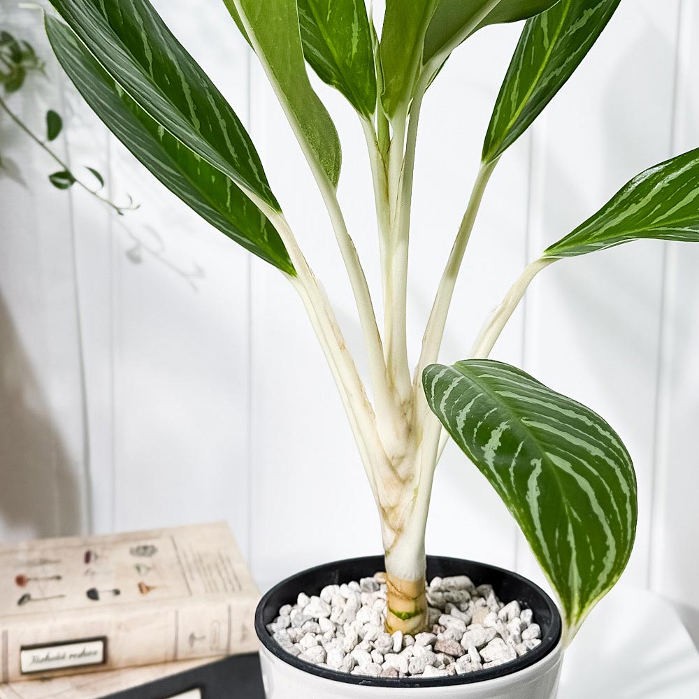 PLANCHU 観葉植物 アグラオネマ スノーホワイト 5号鉢 受け皿付き 育て方説明書付き Aglaonema commutatum ‘Snow White’ 幸せを招くタイの宝石 アロイド