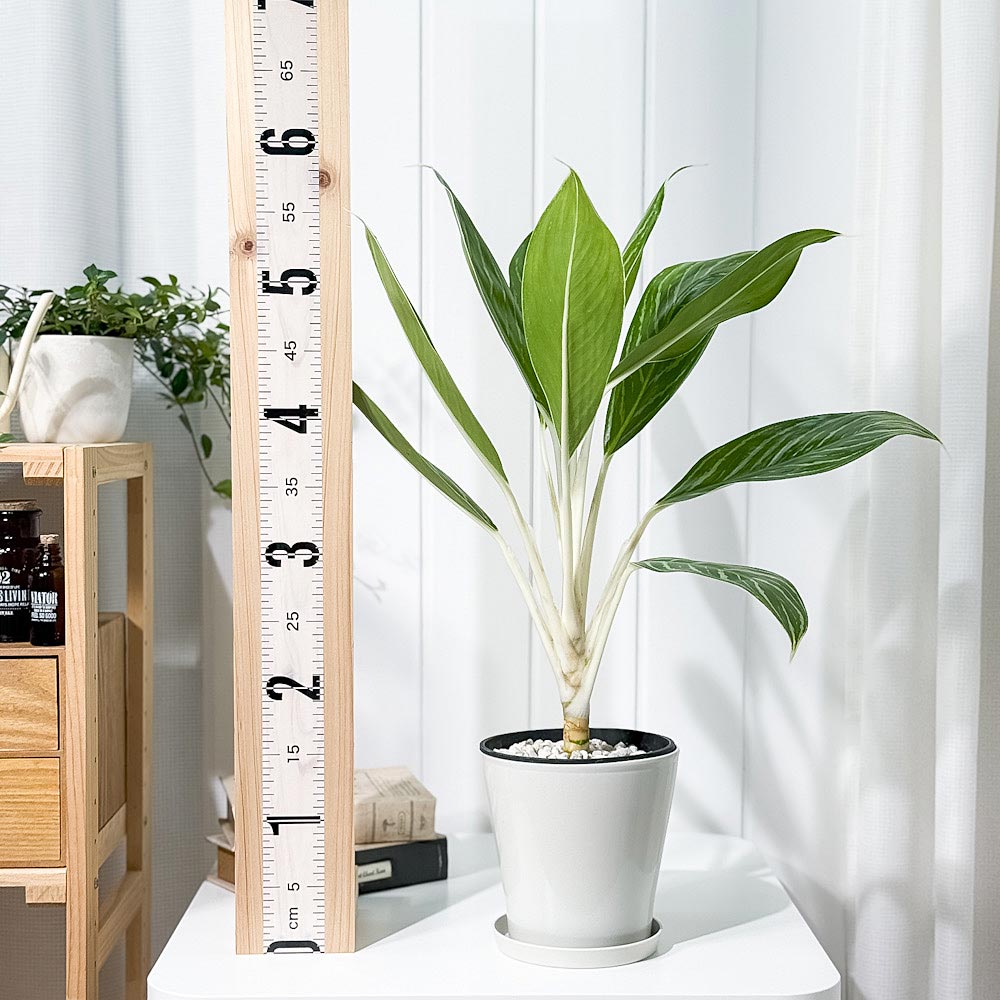 PLANCHU 観葉植物 アグラオネマ スノーホワイト 5号鉢 受け皿付き 育て方説明書付き Aglaonema commutatum ‘Snow White’ 幸せを招くタイの宝石 アロイド