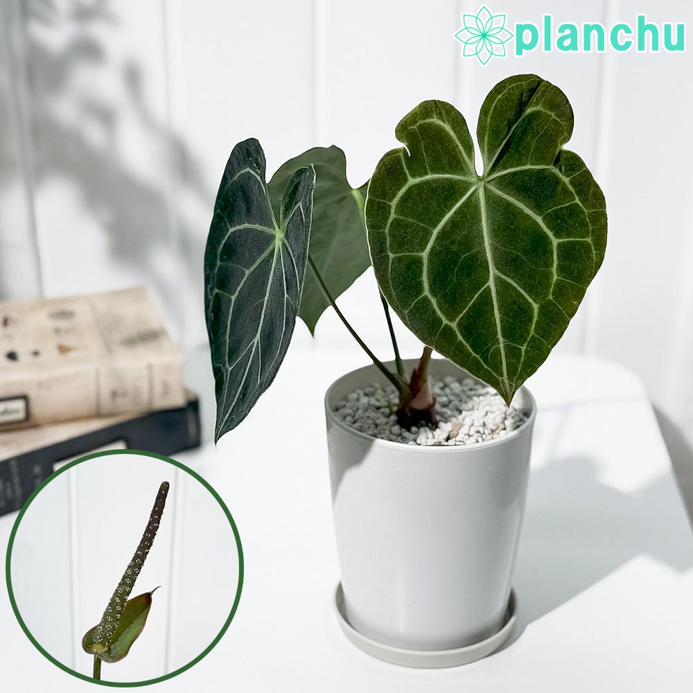 PLANCHU 観葉植物 アンスリウム クラリネルビウム 4号鉢 受け皿付き 育て方説明書付き Anthurium clarinervium アンスリューム アロイド 原種系