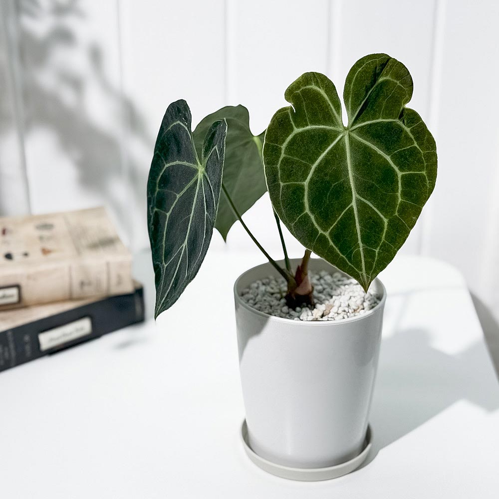 PLANCHU 観葉植物 アンスリウム クラリネルビウム 4号鉢 受け皿付き 育て方説明書付き Anthurium clarinervium アンスリューム アロイド 原種系
