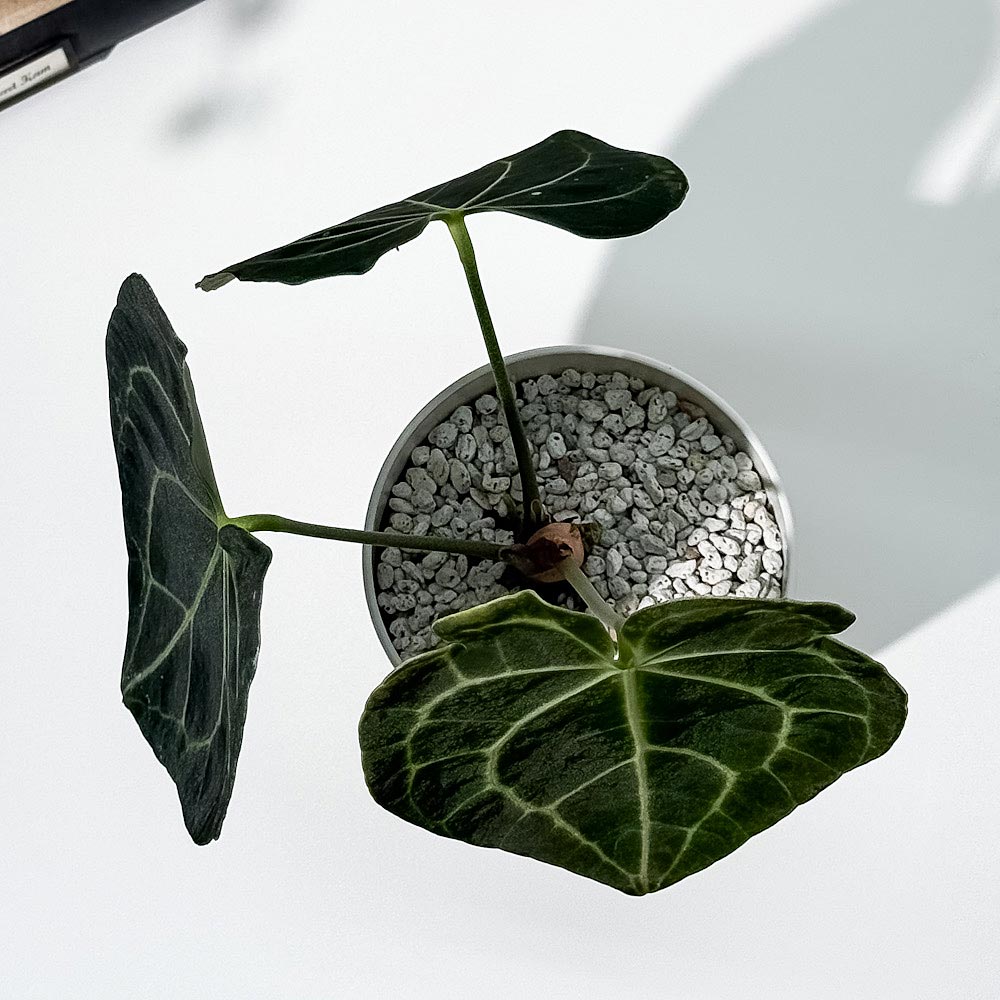 PLANCHU 観葉植物 アンスリウム クラリネルビウム 4号鉢 受け皿付き 育て方説明書付き Anthurium clarinervium アンスリューム アロイド 原種系