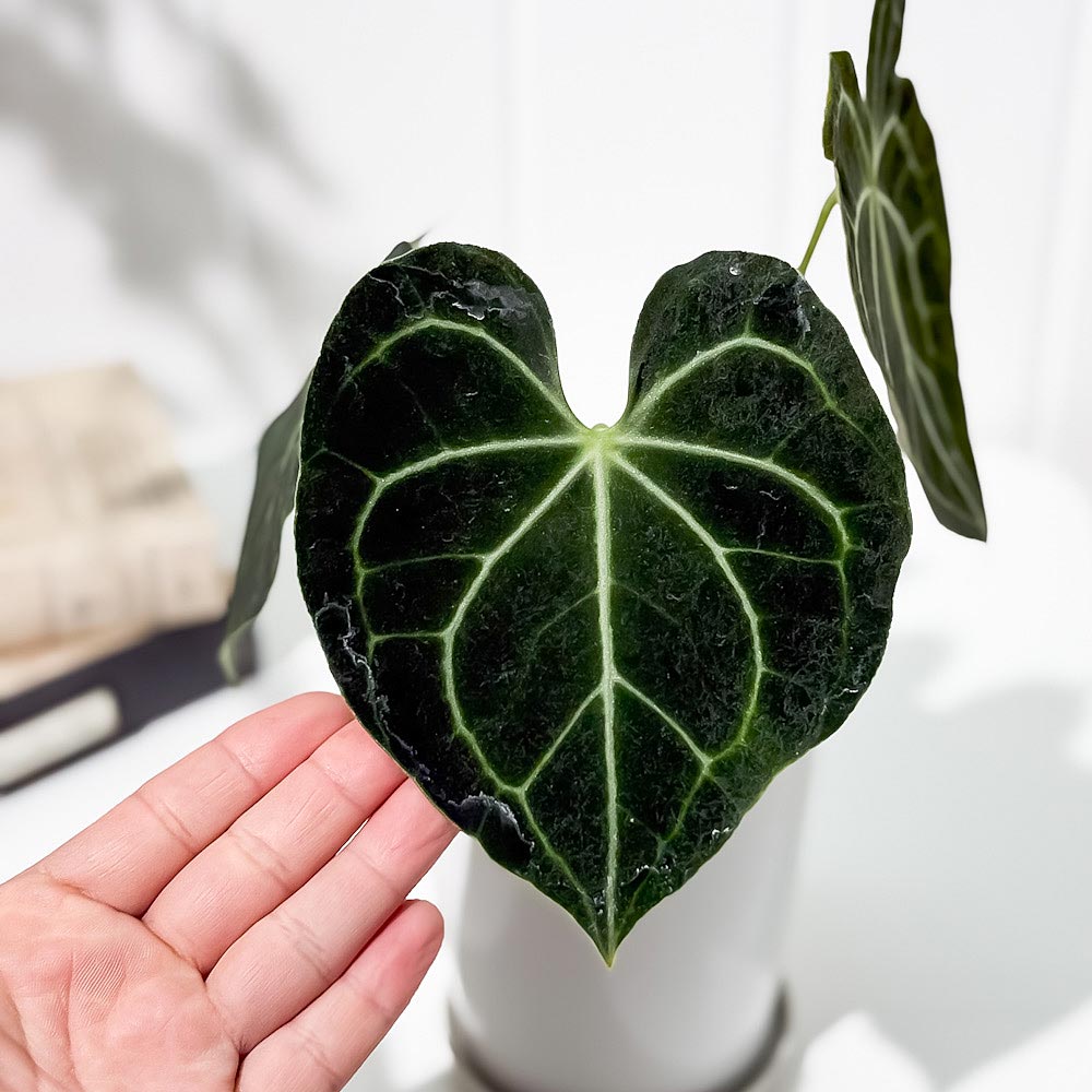 PLANCHU 観葉植物 アンスリウム クラリネルビウム 4号鉢 受け皿付き 育て方説明書付き Anthurium clarinervium アンスリューム アロイド 原種系