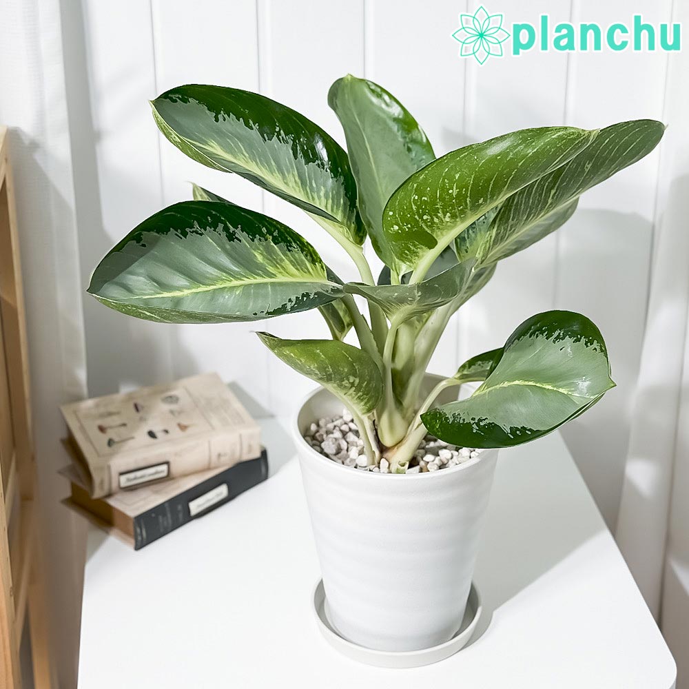 PLANCHU 観葉植物 アグラオネマ カンクン 6号鉢 受け皿付き 育て方説明書付き Aglaonema ‘Kankun’ 幸せを招くタイの宝石 アロイド