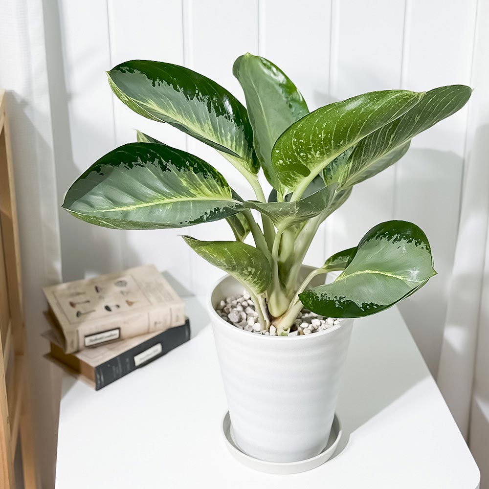 PLANCHU 観葉植物 アグラオネマ カンクン 6号鉢 受け皿付き 育て方説明書付き Aglaonema ‘Kankun’ 幸せを招くタイの宝石 アロイド