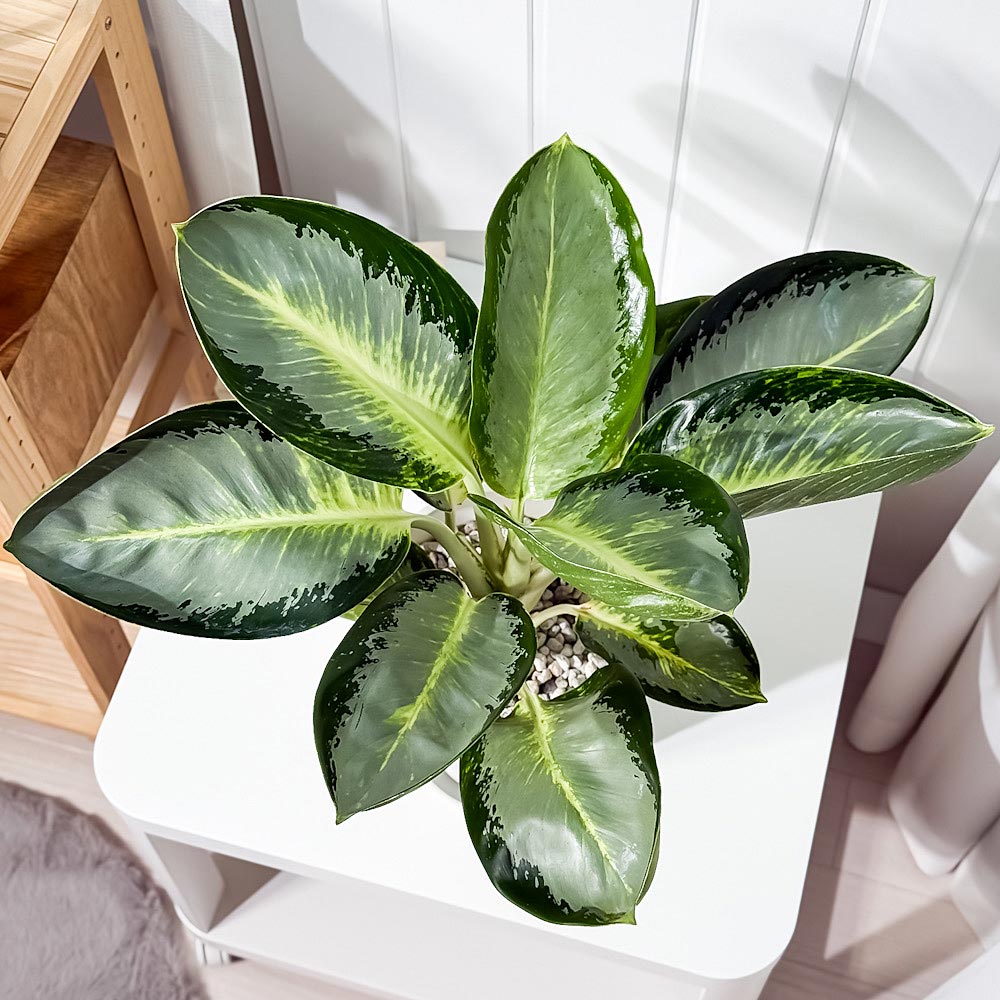 PLANCHU 観葉植物 アグラオネマ カンクン 6号鉢 受け皿付き 育て方説明書付き Aglaonema ‘Kankun’ 幸せを招くタイの宝石 アロイド