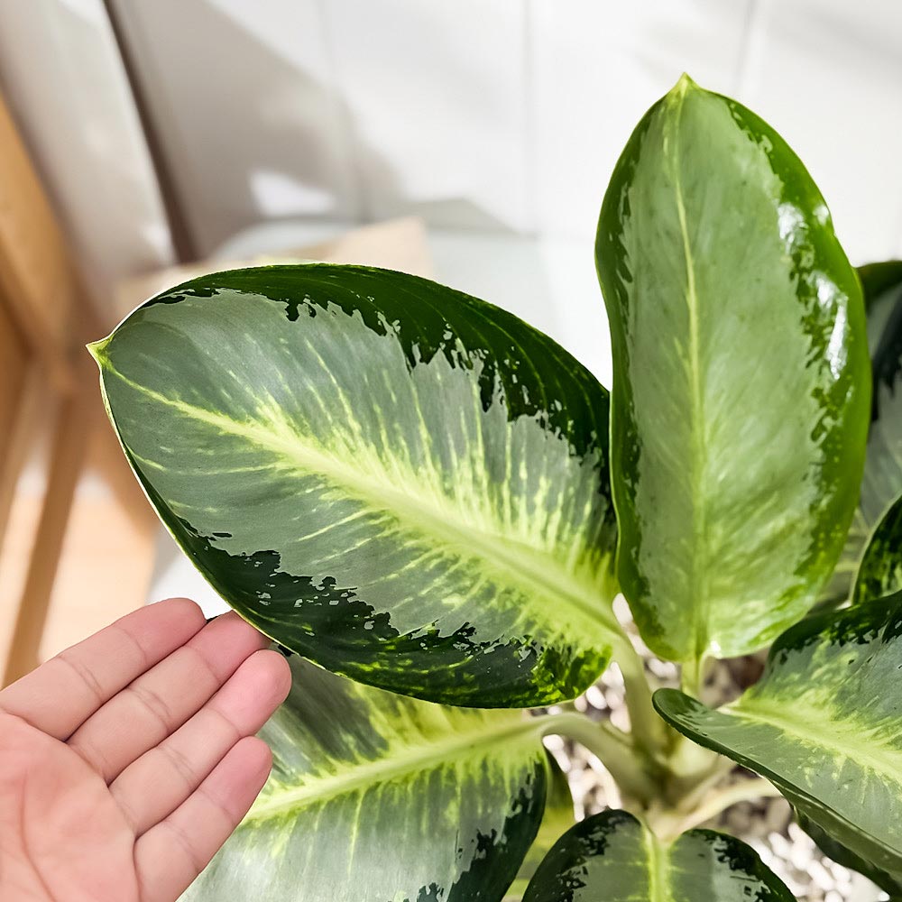 PLANCHU 観葉植物 アグラオネマ カンクン 6号鉢 受け皿付き 育て方説明書付き Aglaonema ‘Kankun’ 幸せを招くタイの宝石 アロイド