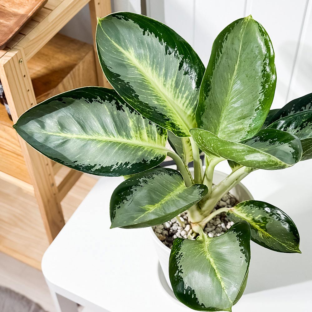 PLANCHU 観葉植物 アグラオネマ カンクン 6号鉢 受け皿付き 育て方説明書付き Aglaonema ‘Kankun’ 幸せを招くタイの宝石 アロイド