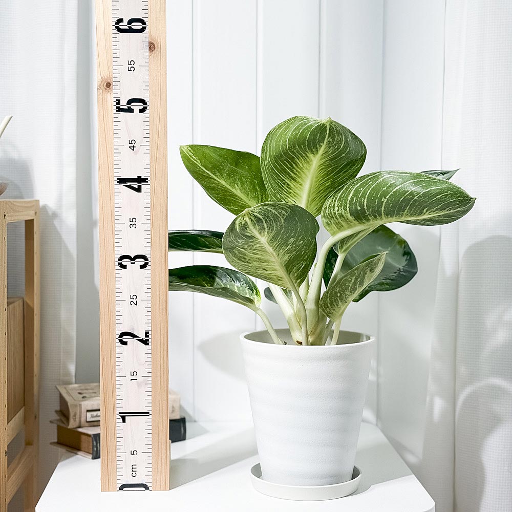 PLANCHU 観葉植物 アグラオネマ カンクン 6号鉢 受け皿付き 育て方説明書付き Aglaonema ‘Kankun’ 幸せを招くタイの宝石 アロイド