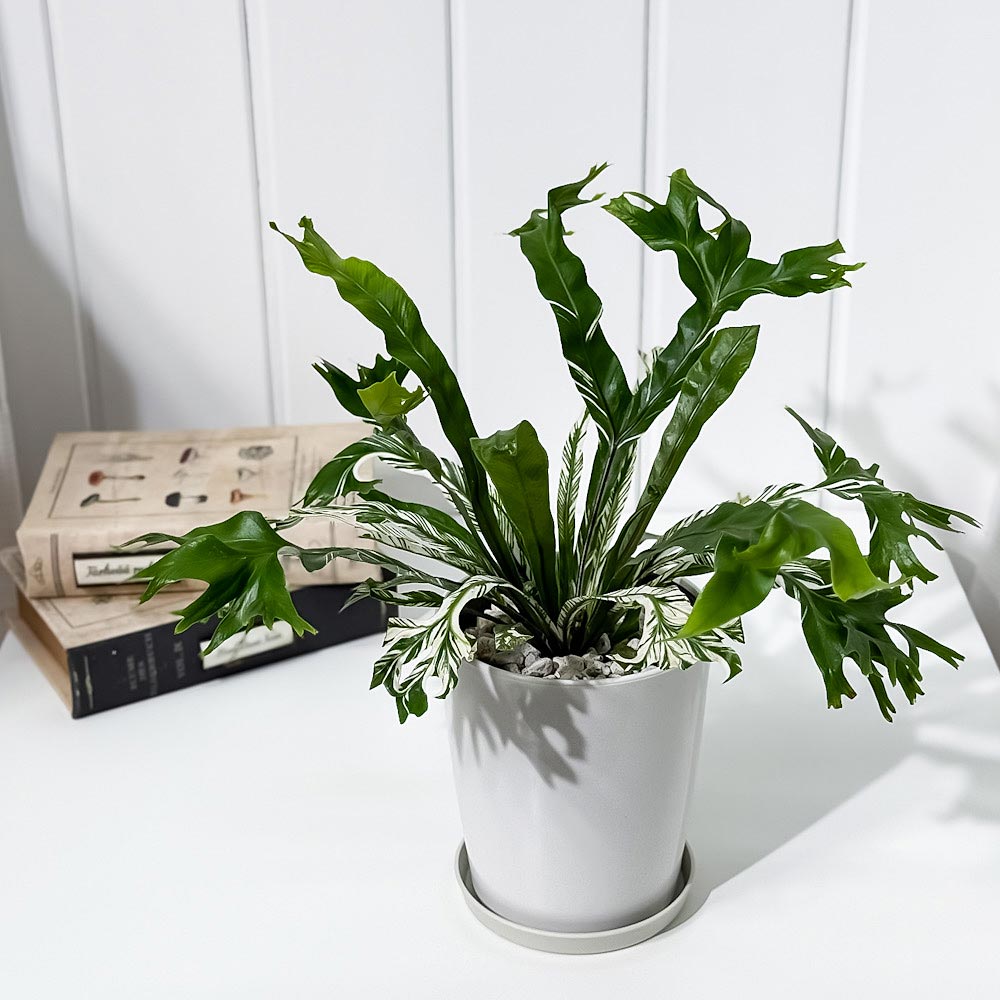 PLANCHU 観葉植物 アスプレニウム ニダス バリエガータ 4号鉢 受け皿付き 育て方説明書付き Asplenium nidus ‘Variegata’ 斑入り ニドゥス シマオオタニワタリ シダ植物