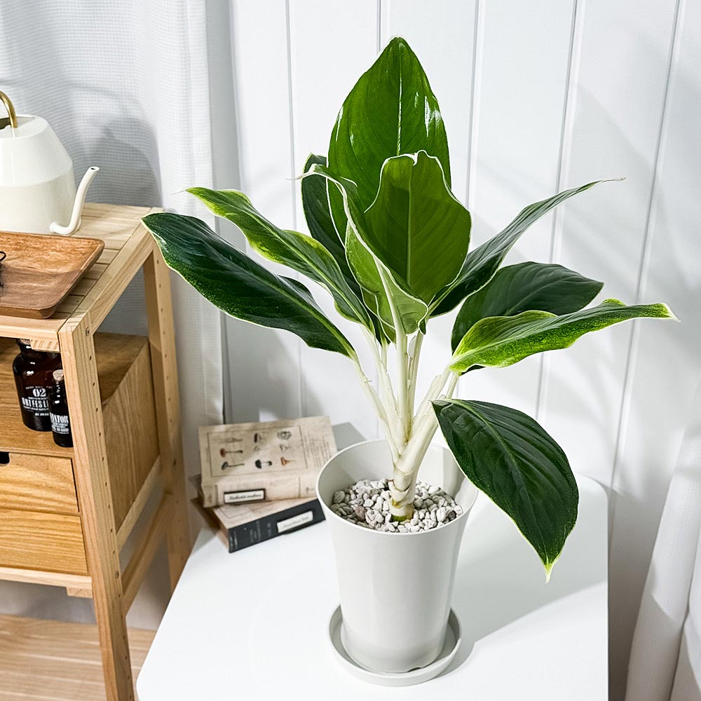 PLANCHU 観葉植物 アグラオネマ グリーンホワイト 6号鉢 受け皿付き 育て方説明書付き Aglaonema commutatum ‘Green White’ 幸せを招くタイの宝石 アロイド