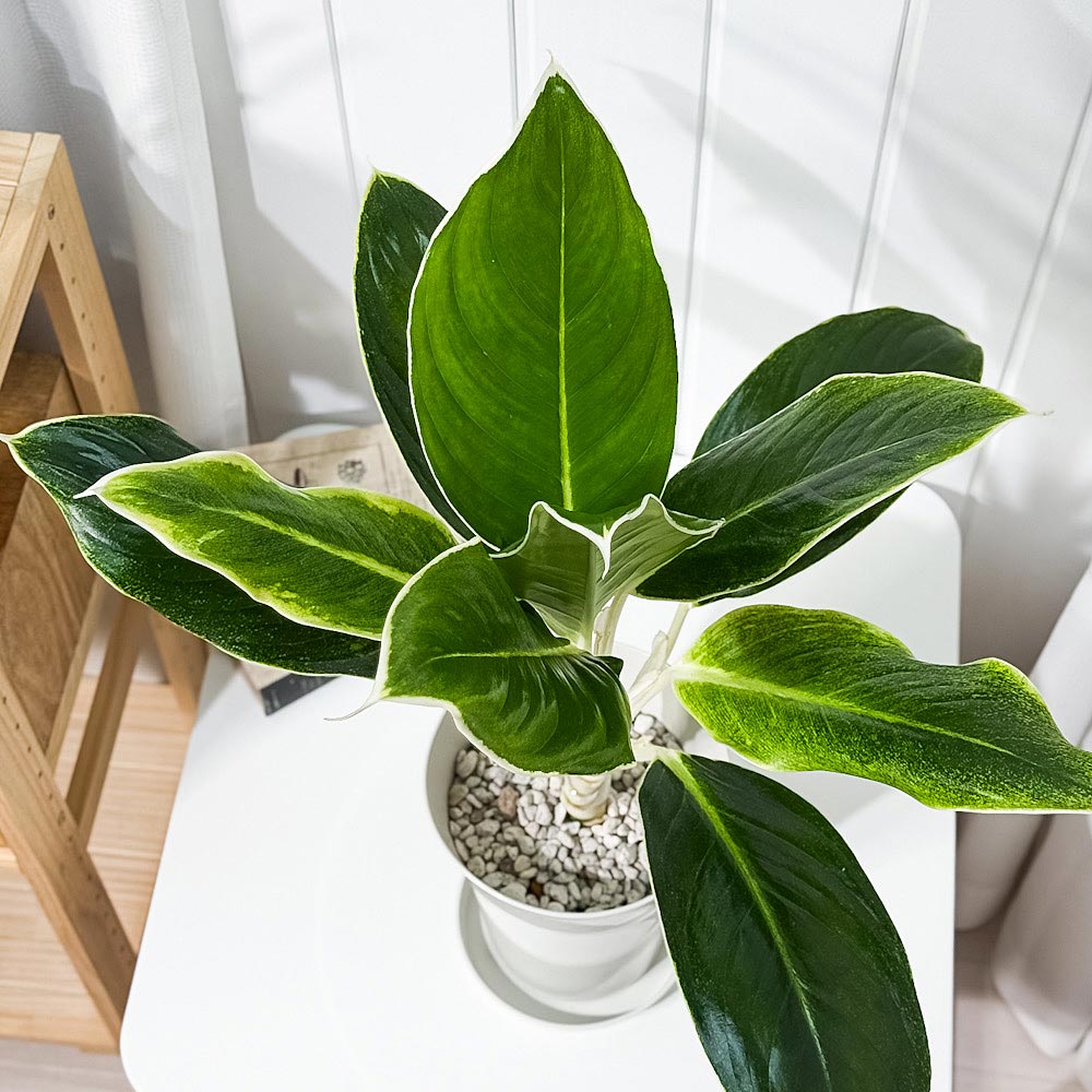 PLANCHU 観葉植物 アグラオネマ グリーンホワイト 6号鉢 受け皿付き 育て方説明書付き Aglaonema commutatum ‘Green White’ 幸せを招くタイの宝石 アロイド