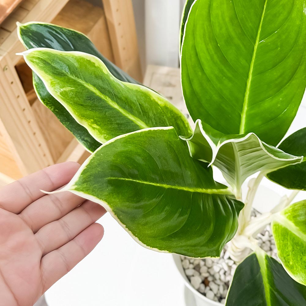 PLANCHU 観葉植物 アグラオネマ グリーンホワイト 6号鉢 受け皿付き 育て方説明書付き Aglaonema commutatum ‘Green White’ 幸せを招くタイの宝石 アロイド