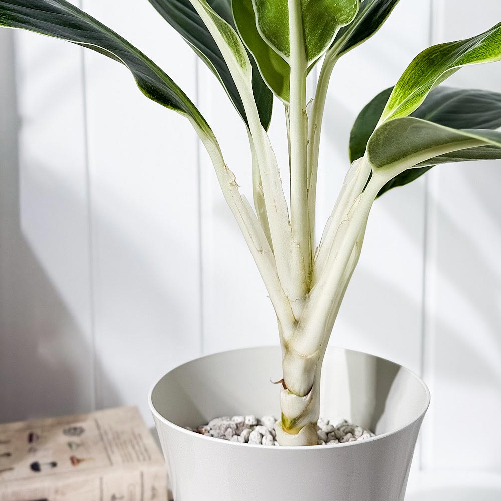 PLANCHU 観葉植物 アグラオネマ グリーンホワイト 6号鉢 受け皿付き 育て方説明書付き Aglaonema commutatum ‘Green White’ 幸せを招くタイの宝石 アロイド
