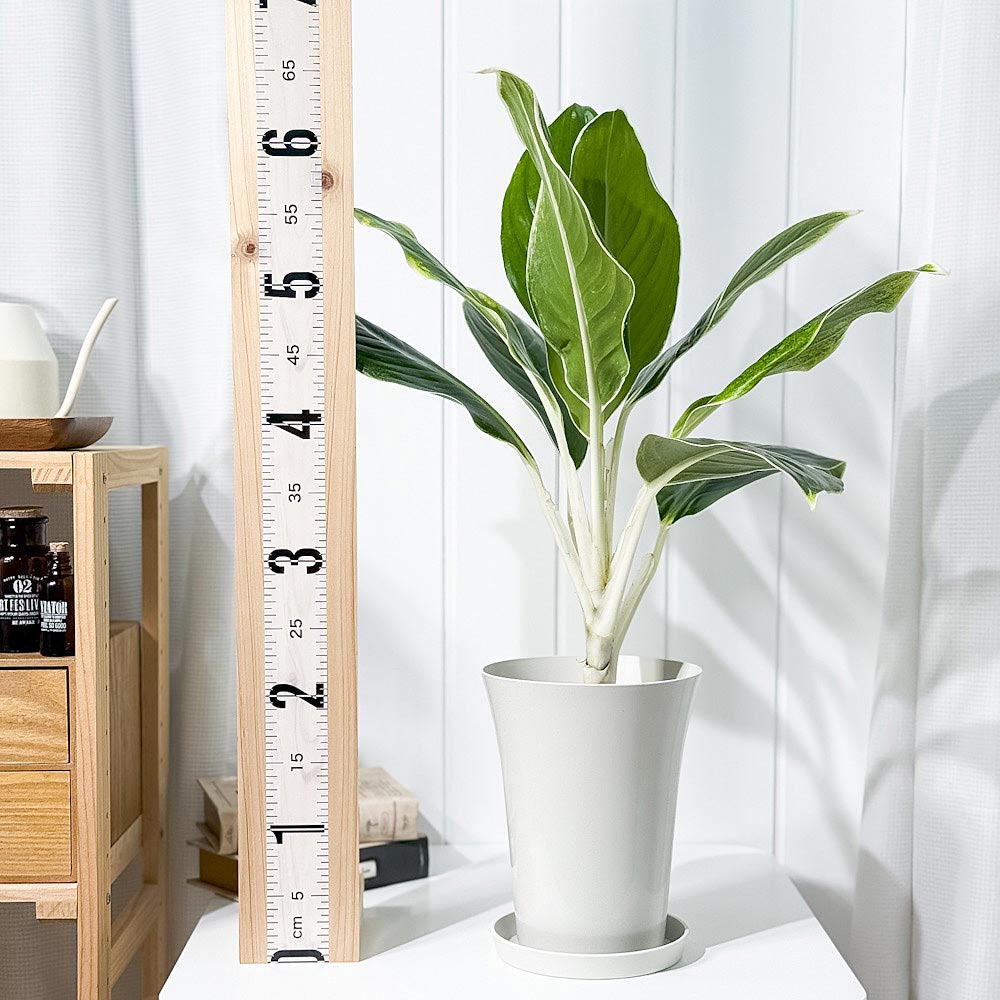 PLANCHU 観葉植物 アグラオネマ グリーンホワイト 6号鉢 受け皿付き 育て方説明書付き Aglaonema commutatum ‘Green White’ 幸せを招くタイの宝石 アロイド