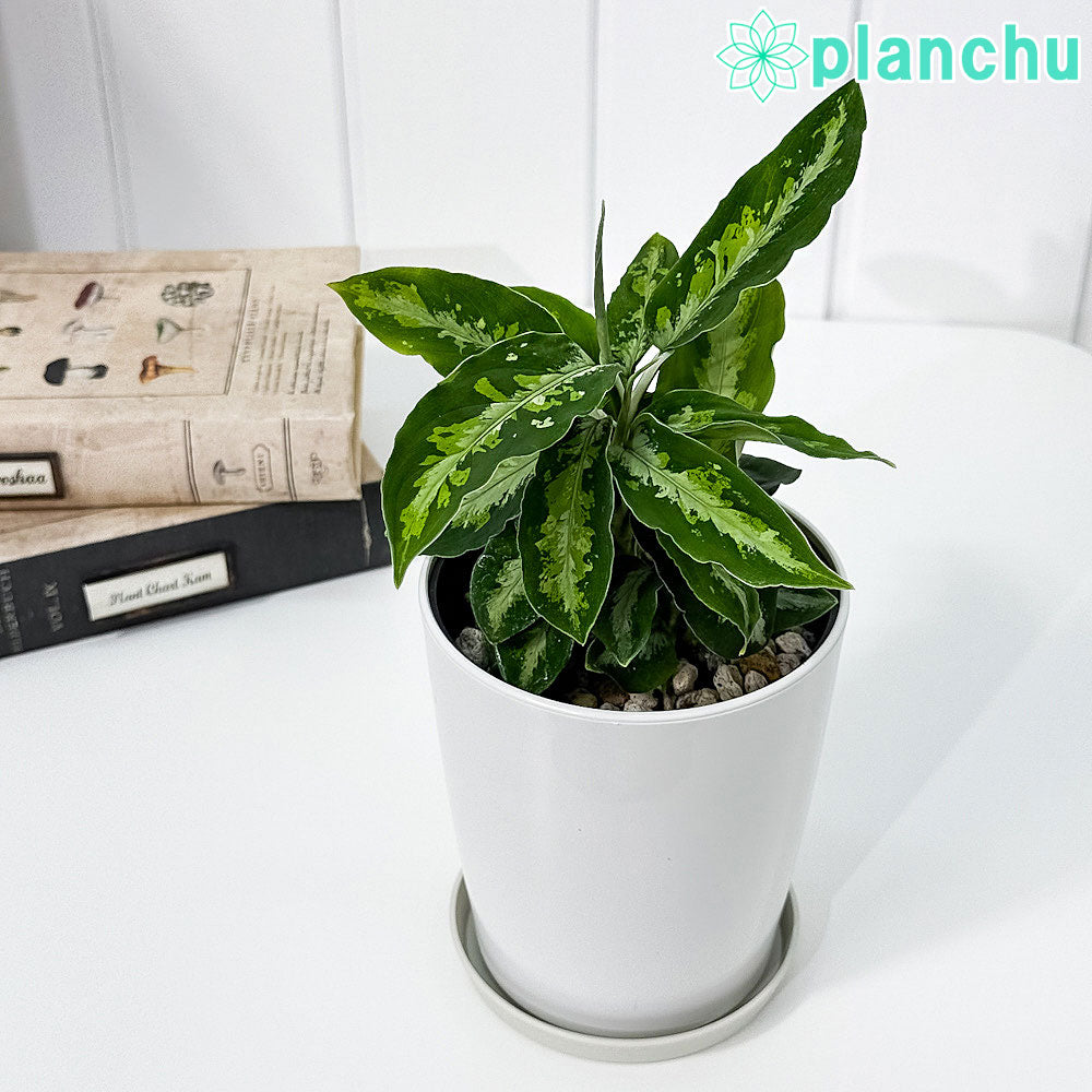 PLANCHU 観葉植物 アグラオネマ ピクタム トリカラー 4号鉢 受け皿付き 育て方説明書付き Aglaonema pictum ‘Tricolor’ 幸せを招くタイの宝石 アロイド